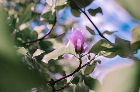 Magnolis tree, magnolia flowers Spring backgroundの写真素材