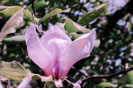 Magnolis tree, magnolia flowers Spring backgroundの写真素材