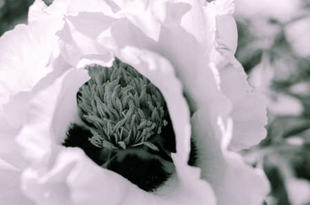 beautiful garden flowers. Spring Backgroundの写真素材