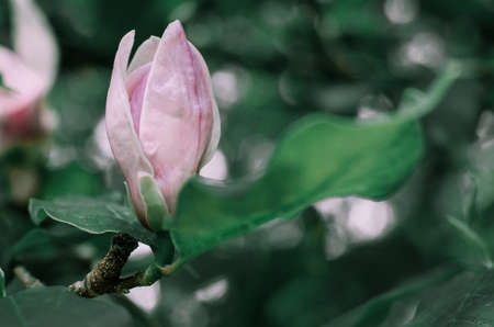 Magnolis tree, magnolia flowers Spring backgroundの写真素材