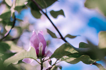 Magnolis tree, magnolia flowers Spring backgroundの写真素材