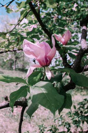 Magnolis tree, magnolia flowers Spring backgroundの写真素材
