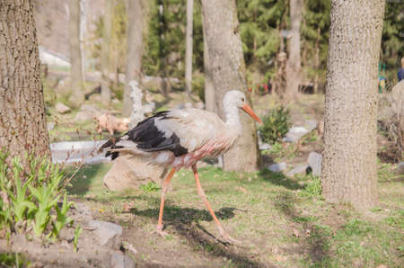 Adult stork in its natural habitatの写真素材
