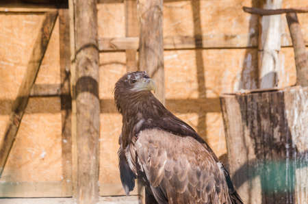 Sea eagle in profile close up. backgroundの写真素材