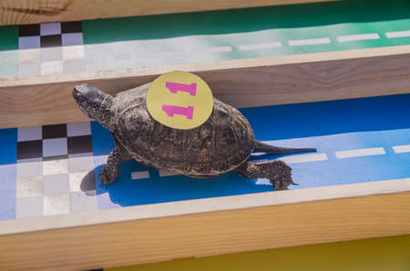 racing turtles in the fresh air. Nature backgroundの写真素材