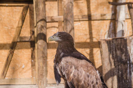 Sea eagle in profile close up. backgroundの写真素材