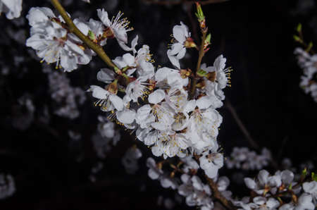 Branch with apricot flowers on a dark night backgroundの写真素材