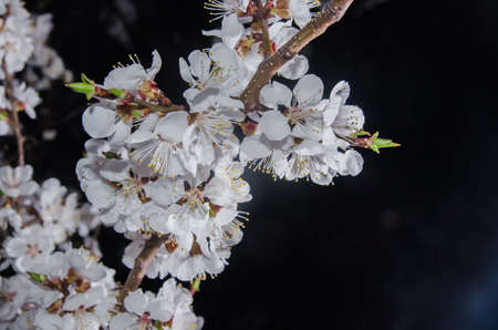 Branch with apricot flowers on a dark night backgroundの写真素材
