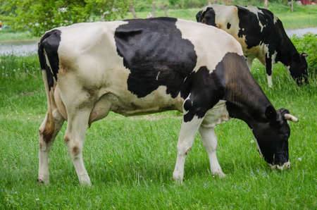 Cows on a summer pastureの写真素材