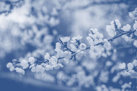 Blooming spring tree branches with white flowers, abstract border nature background. Classic blueの写真素材