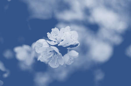 Blooming spring tree branches with white flowers, abstract border nature background. Classic blueの写真素材