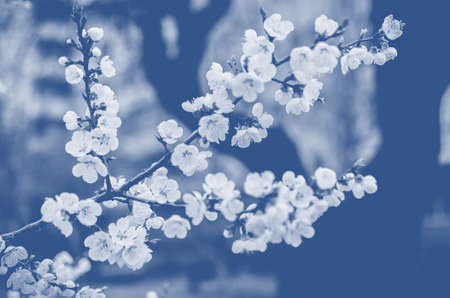Blooming spring tree branches with white flowers, abstract border nature background. Classic blueの写真素材