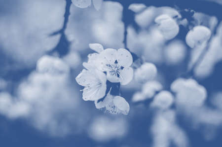 Blooming spring tree branches with white flowers, abstract border nature background. Classic blueの写真素材