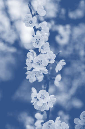 Blooming spring tree branches with white flowers, abstract border nature background. Classic blueの写真素材