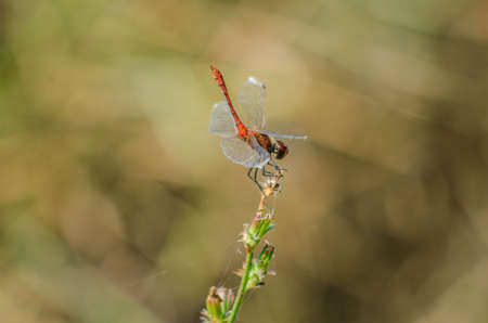 Beautiful nature scene with Common Darter, Sympetrum striolatum.の写真素材