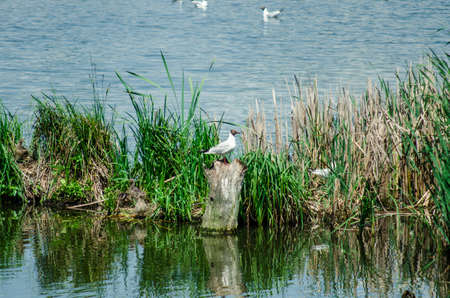 many gulls fly over the pond in search of food. Natureの写真素材