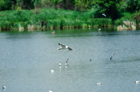 many gulls fly over the pond in search of food. Natureの写真素材