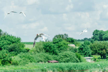 many gulls fly over the pond in search of food. Natureの写真素材