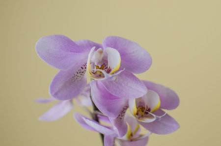 beautiful lilac orchid is isolated on white