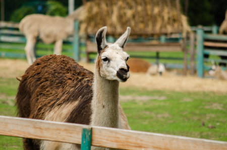 A white wooled alpaca from a petting zoo. High quality photo