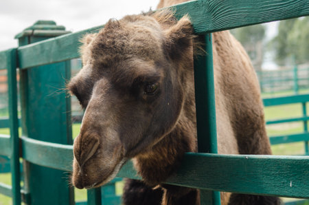 Camel in zoo. Wild animals under protection. Camel with two humps lying on grass. Wild animals in zooの写真素材