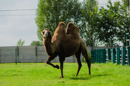 Camel in zoo. Wild animals under protection. Camel with two humps lying on grass. Wild animals in zooの写真素材