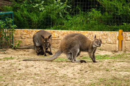 Red kangaroos are resting in the zoos paddock. Photo taken at noon on a sunny dayの写真素材