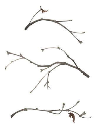 Winter branches setのイラスト素材