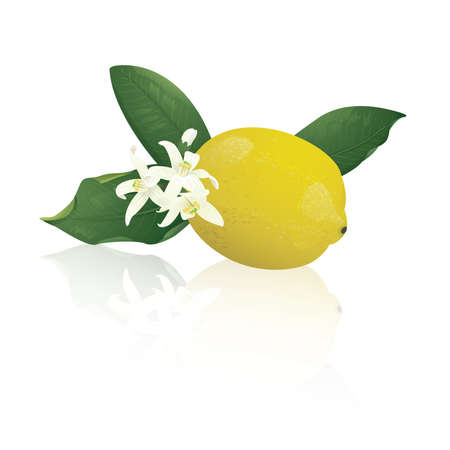 Lemon with flowersのイラスト素材
