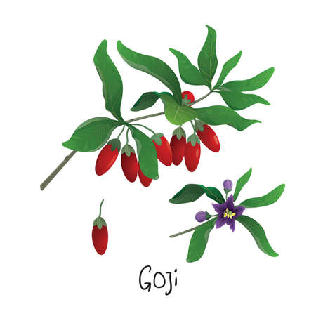 Branch of Goji berriesのイラスト素材