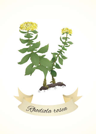 Rhodiola rosea or Golden root plantのイラスト素材