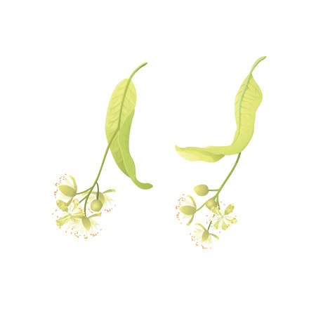 Linden flowersのイラスト素材
