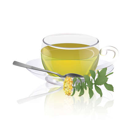 Cup of herbal tea with branch of rhodiola (Rhodiola rosea)のイラスト素材
