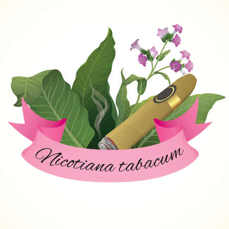 Tobacco plant with cigarのイラスト素材