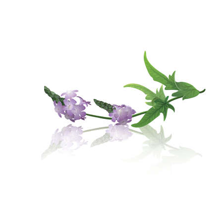 Branch of vervain (Verbena officinalis)のイラスト素材