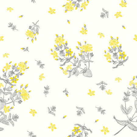 Saint John\'s wort seamless backgroundのイラスト素材
