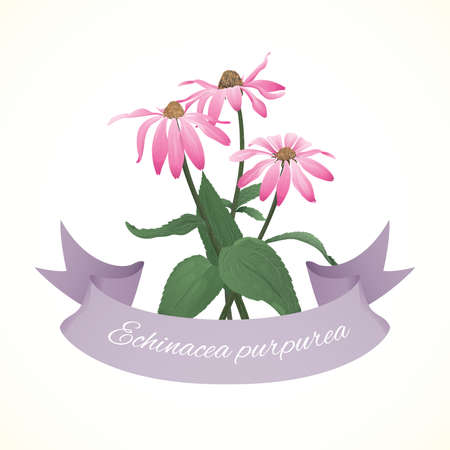 Flowers of puprple coneflower (Echinacea purpurea)のイラスト素材