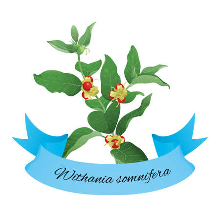 Withania somnifera commonly  known as ashwagandhaのイラスト素材