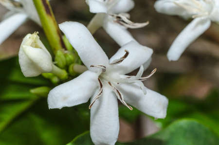 Flor de Coffea arabica com as anteras abertas.の写真素材