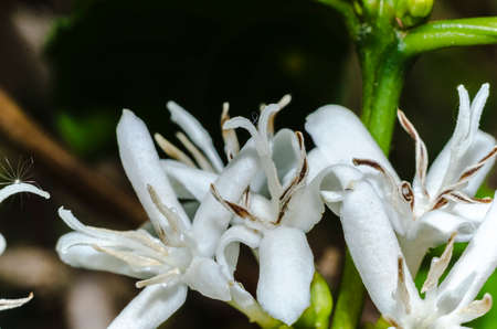 Flores de Coffea arabica com as anteras abertas e fechadas.の写真素材