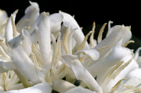 Flor de Coffea arabica com as anteras abertas.の写真素材