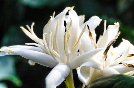 Flor de Coffea arabica com as anteras abertas.の写真素材