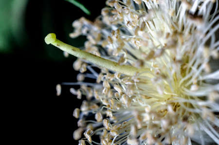 Flor de Psdium guajavaの写真素材