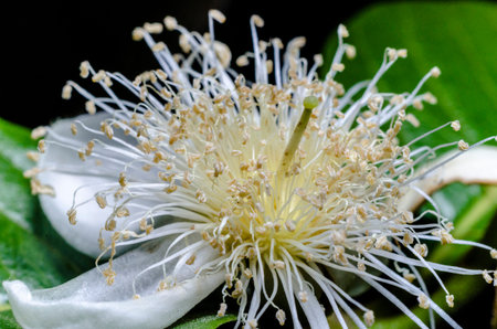 Flor de Psdium guajava