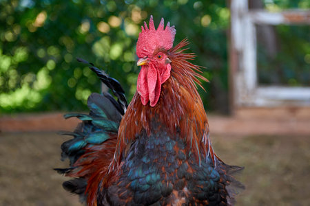 Colorful rooster on the farm.