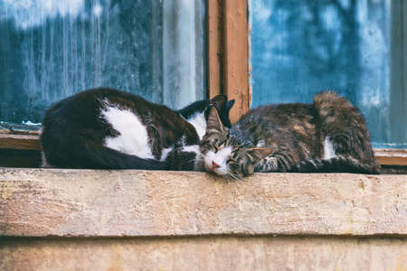 Urban cats sleep on the street, on the concrete ebb of a residential building.の写真素材