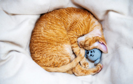 A sleeping kitten with a soft knitted toy sleeps rolled into a ball.の写真素材
