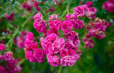 Detail of red roses bush as floral background.の写真素材