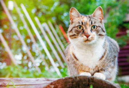 A fluffy cat is resting on a log in nature.の写真素材