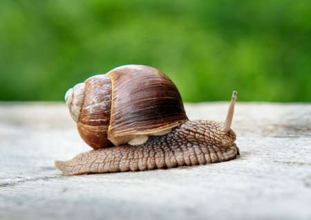 Photo of a molluscs, garden snail in the wild.の写真素材